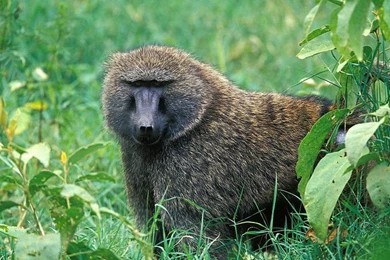 Free Yellow Baboon Wallpapers   Animals Town