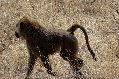 Yellow Baboon Wallpapers   Animals Town