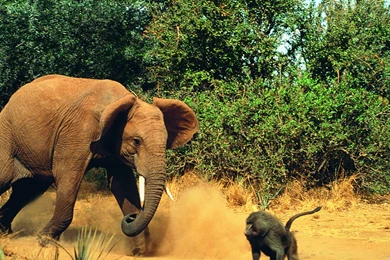 Download 2560x1440 Elephant Chasing Baboon Wallpapers