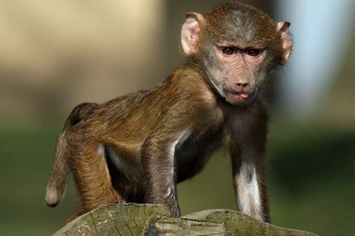 Wallpapers Collections: Baboon Wallpapers