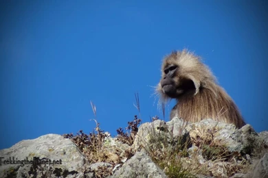 Gelada Baboon Wallpapers   ImgBeat
