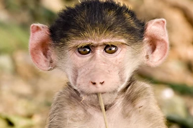 10 Quality Baboon Wallpapers, Animals