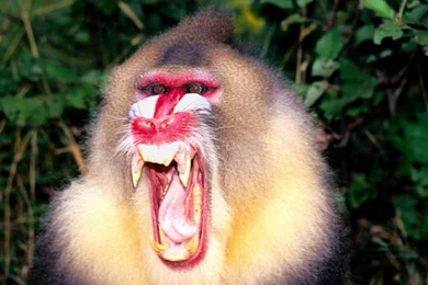 Baboon Wallpapers, Images, Photos, Pictures & Pics