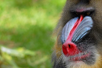 Fonds D'écran Mandrill : Tous Les Wallpapers Mandrill