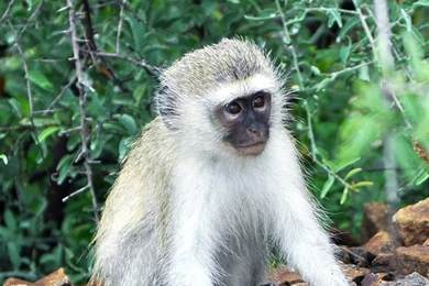 Baboon iPhone 6s Plus Wallpapers