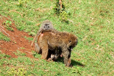 Download A Safari Wallpapers Of A Baboon Family Absolutely Free