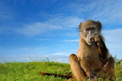 Bing Wallpapers Archive