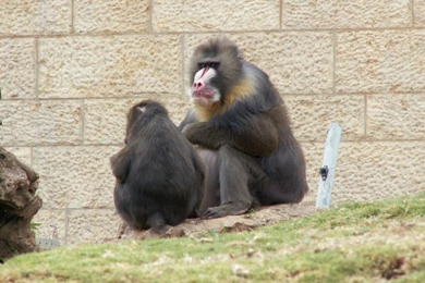My Wallpapers Corner: Mandrill Baboon Wallpapers