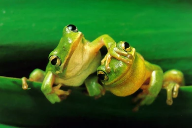 Cute Frog Wallpapers High Definition – Wallpapers