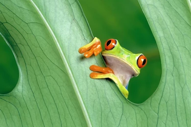 Cute Frog Backgrounds   Wallpapers Cave