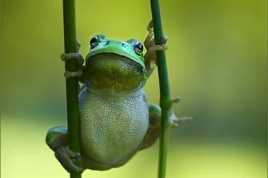 Cute Frog Wallpapers Pictures, Images & Photos   Dat Nature