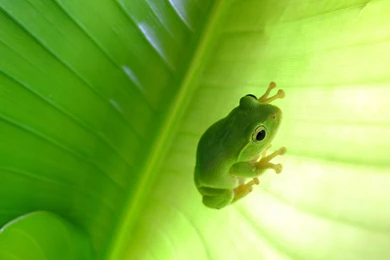 Frog Wallpapers Collection (33+)