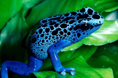 Blue Frog