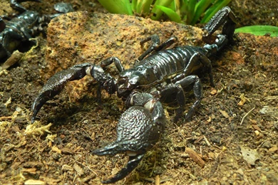 Download Animals Scorpions Wallpapers 2048x1412