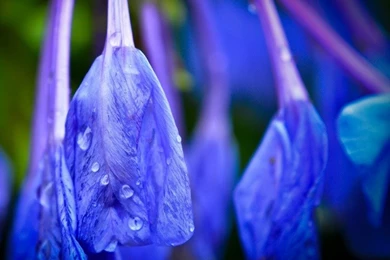 60 Wonderful Raindrops HD Wallpapers For Inspiration