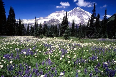 Seasonal Beauty, Mount Rainier, Washington < Nature < Life ...
