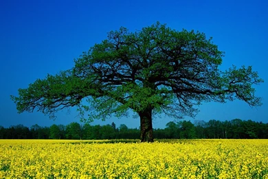 Nature: Seasonal Splendor, Picture Nr. 25491