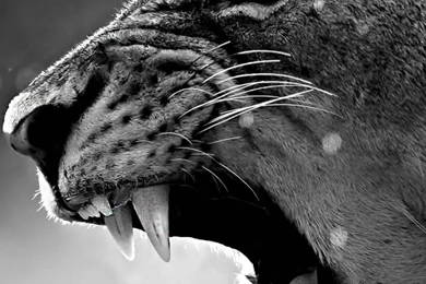 Black And White Wallpapers Iphone – Wallpapers