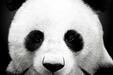 Animal iPhone 6 Wallpapers HD   Part 3