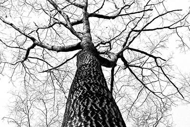 Landscape Trees Black And White