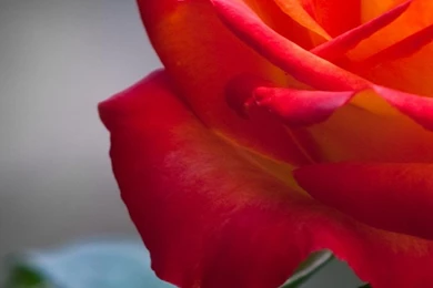 Orange Rose Hd Wallpapers