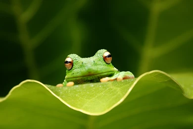 Frog Wallpapers