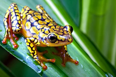 Wallpapers Frogs Frog On Leaf Hd Pictures Photos 1920x1080 ...