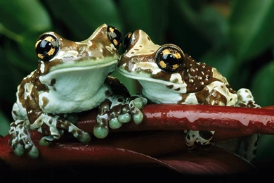 53 Download Frogs Wallpaper, &lsquo;Frog 1&amp; 1006 :: Frog ...