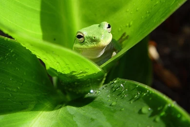 Frog Wallpapers Frogs Wallpapers 7018030 Fanpop