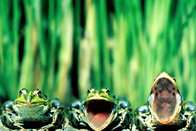 Wallpapers Frog, Green, Singing Frogs.