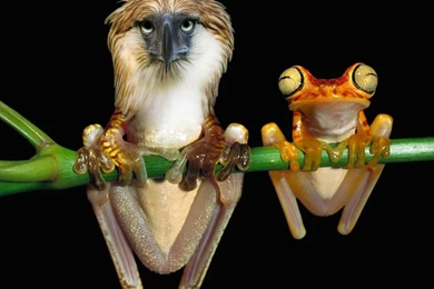 Frogs Wallpapers – Free Frogs Desktop Wallpapers