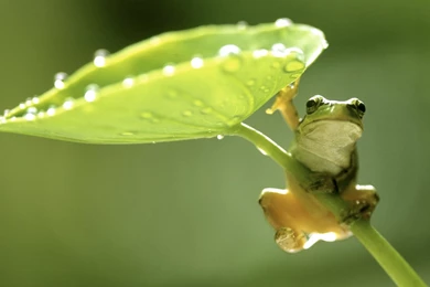Green Frog Hd Wallpapers