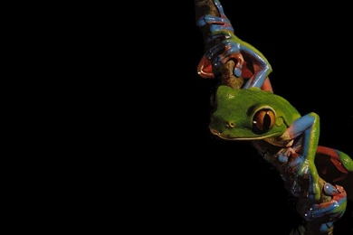 Download Frogs Amphibians Wallpapers 1024x768