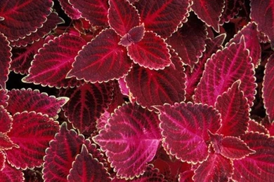 Beautiful Wallpapers For Iphone