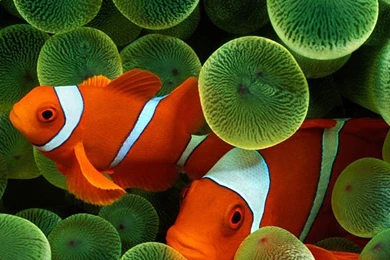 Clown Fish Wallpapers Iphone 5