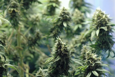 Marijuana Wallpapers