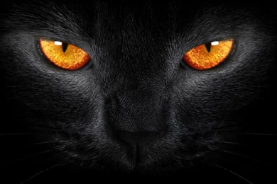 Black Cats With Orange Eyes   Wallpaper.