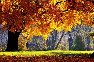 Wallpaper: Super Autumn Scenery Wallpapers