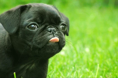 Cute Puppy wallpapers