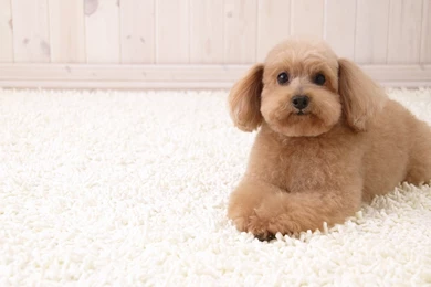 50 Free HD Dog Wallpapers