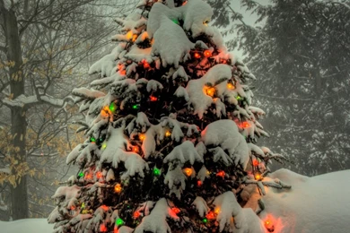 Christmas Tree Outside HD Desktop Wallpapers : High Definition ...