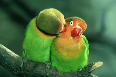 Cute Couple Birds Animal HD Backgrounds Desktop
