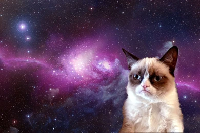 Grumpy Cat In Space HD Wallpapers For Desktop