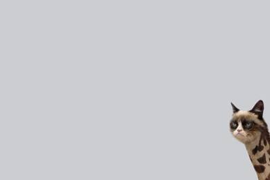 Grumpy Cat   HD Wallpapers