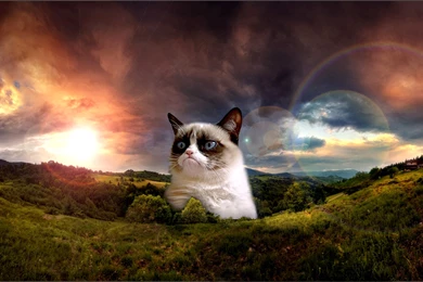 Grumpy Cat   Wallpaper.