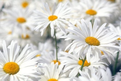 Amazing Flower: Daisy Flower Wallpapers