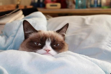 Grumpy Cat No Wallpapers