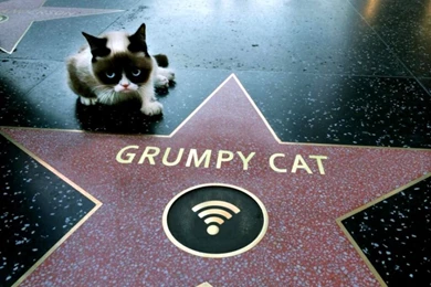 Grumpy Cat Wallpapers I Opened You Once