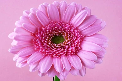 Daisy Flower Wallpapers   Wallpapers Cave