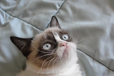 Download Funny Grumpy Cat Wallpapers Free